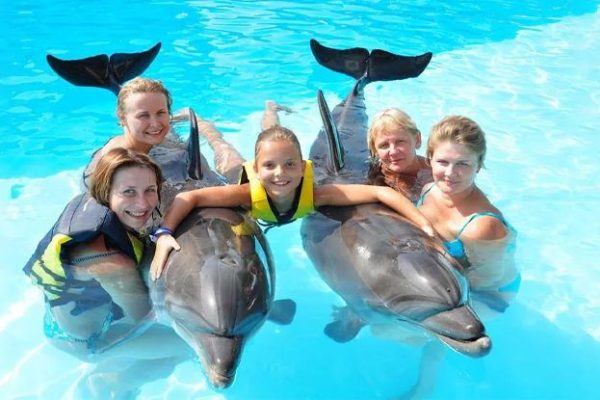 Dolphin show